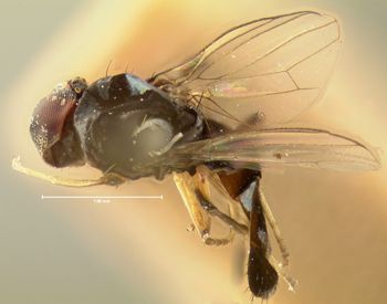 Media type: image;   Entomology 465 Aspect: habitus dorsal view